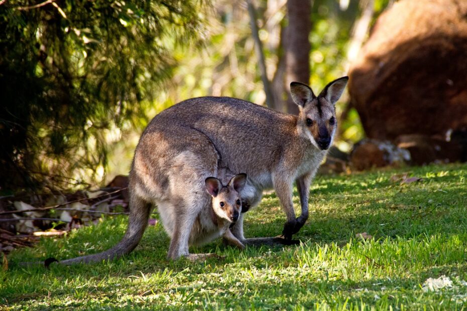 matka kangurzyca nosi swoje dziecko na brzuchu. oboje spogladają na otoczenie wśród drzew.