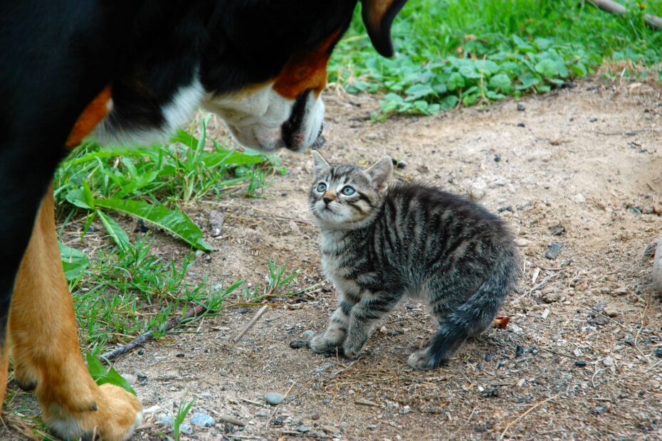 mały kotek patrzy przestraszony przygarbiony na stojącego nad nim psa
